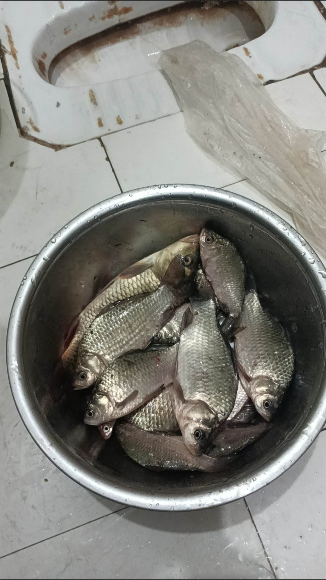 饵料走水钓鲫鱼(野钓走水饵料如何开)