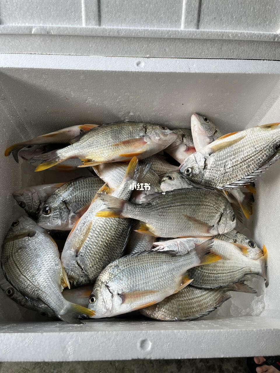 海钓黄翅鱼作文(海钓黄翅鱼作文三年级)