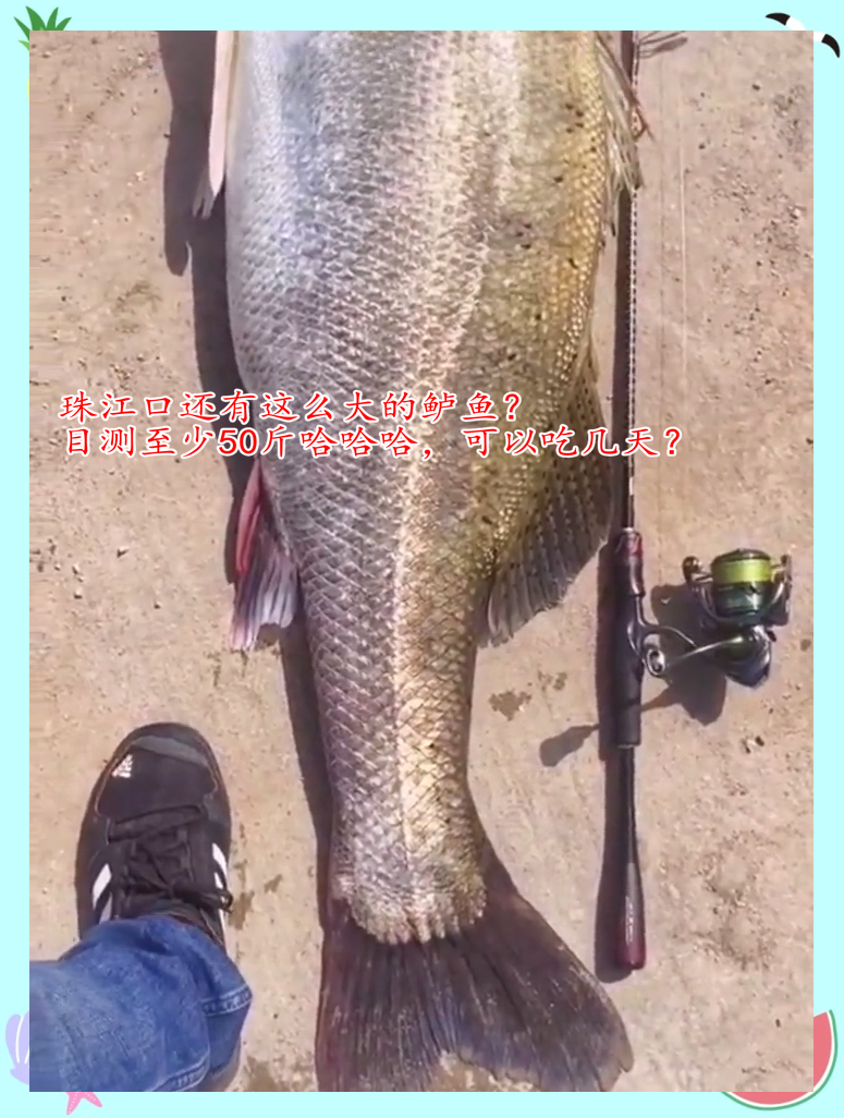 盲曹技巧(盲曹鱼是什么鱼)