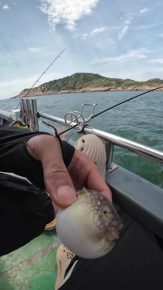 海钓遇到河豚(海钓遇到河豚什么意思)