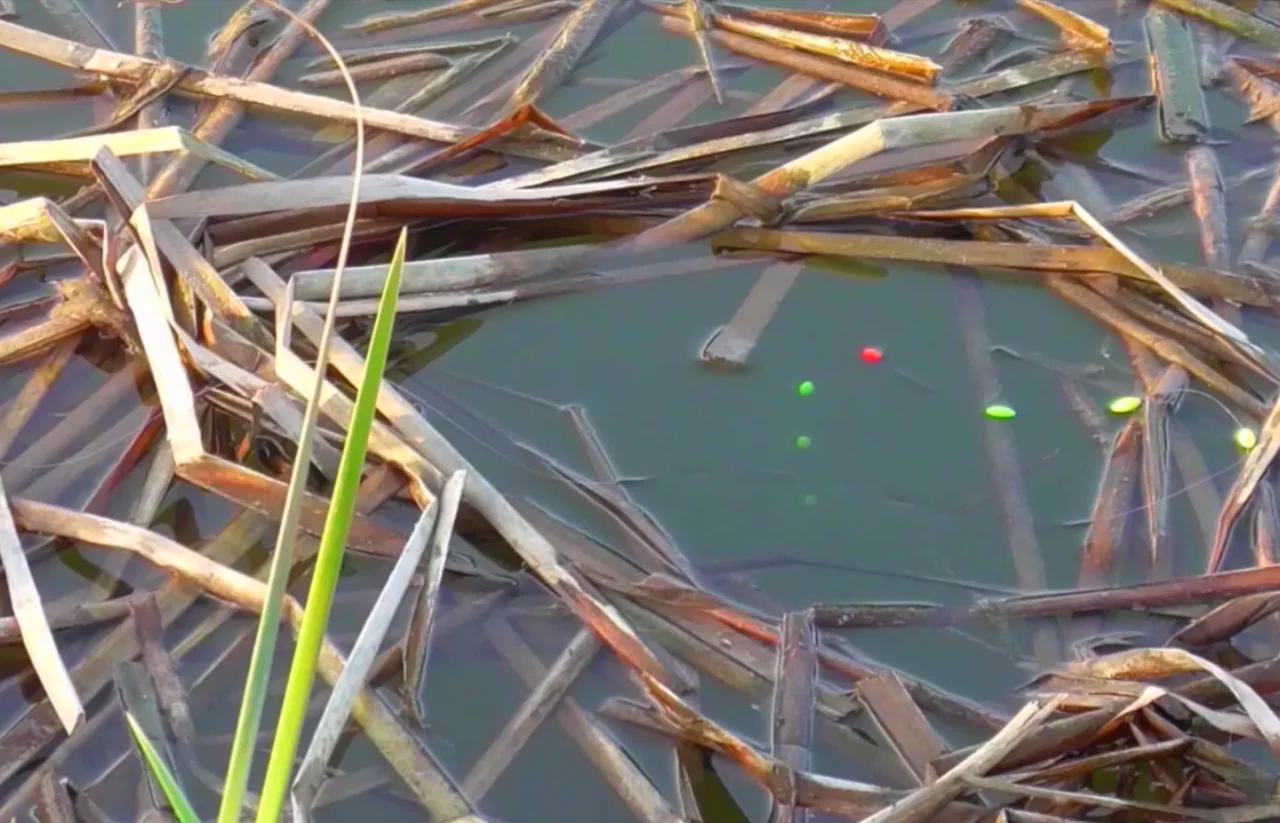 朝天钩钓鲤鱼技巧(朝天钩钓饵料好钓不)