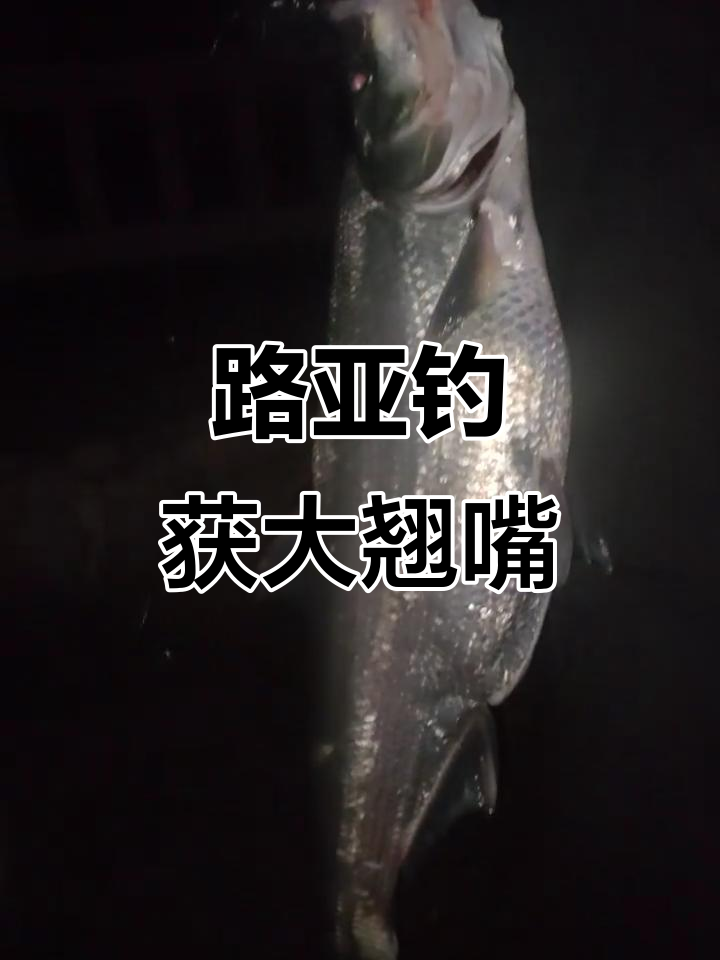 晚上筏翘嘴的技巧视频(筏钓翘嘴白天好钓还是晚上)