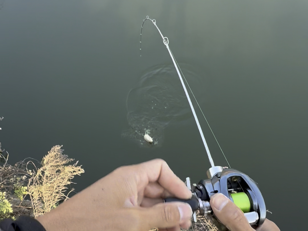 路亚鲫鱼用什么(路亚鲫鱼什么时间钓最好)