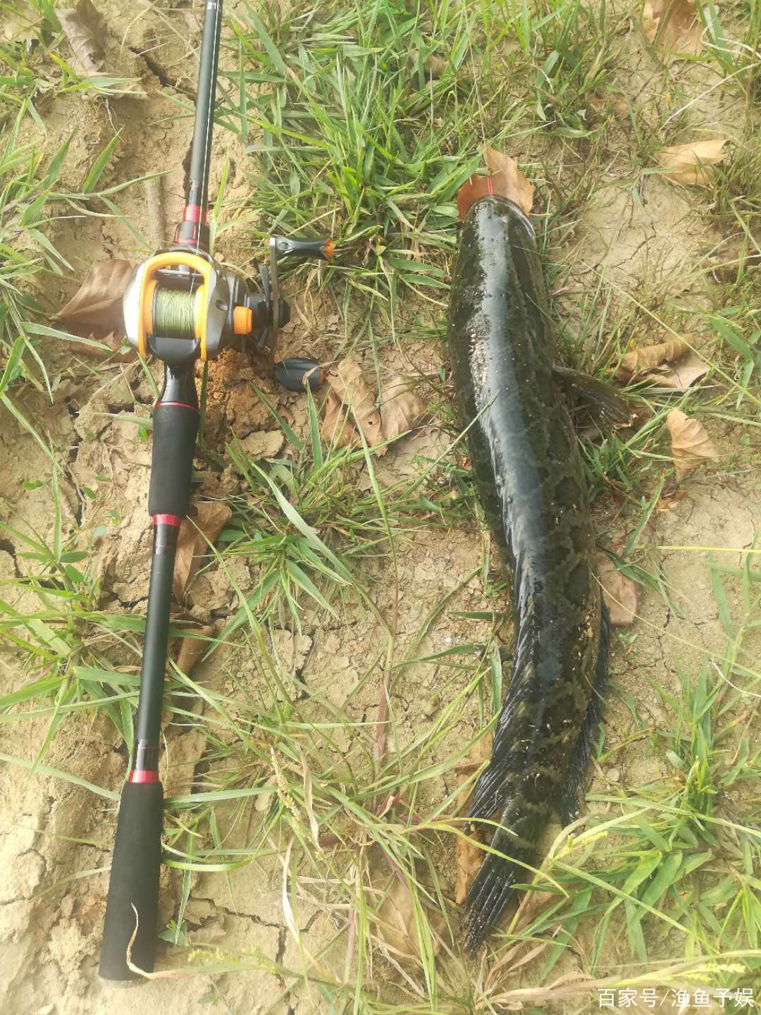 大久保路亚黑鱼(口碑最高的路亚竿)