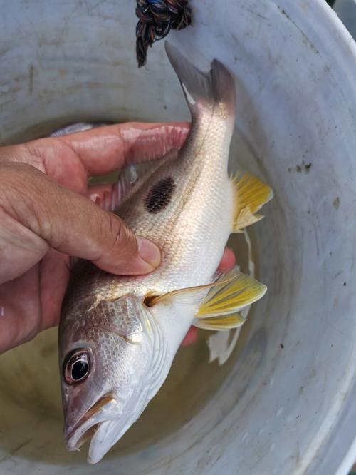 湛江海钓哪里多鱼(湛江哪里有海钓的地方)