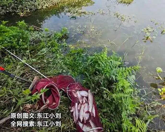 公园鱼塘钓鱼技巧(公园鱼塘钓鱼技巧图解)