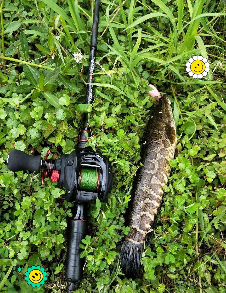 路亚黑鲷攻略(路亚黑鲷鱼用什么饵) 路亚黑鲷攻略(路亚黑鲷鱼用什么饵)