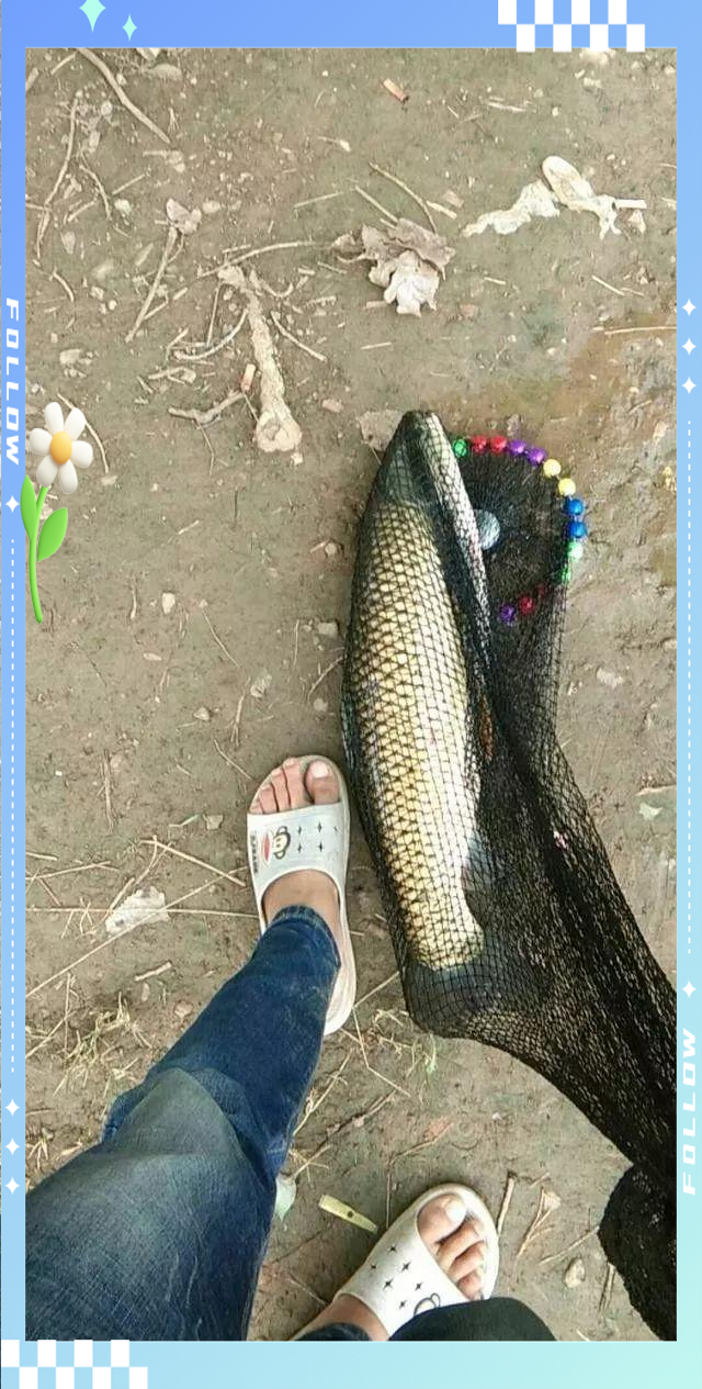 夜钓夏季钓草鱼技巧(夏季夜钓草鱼钓多深合适)