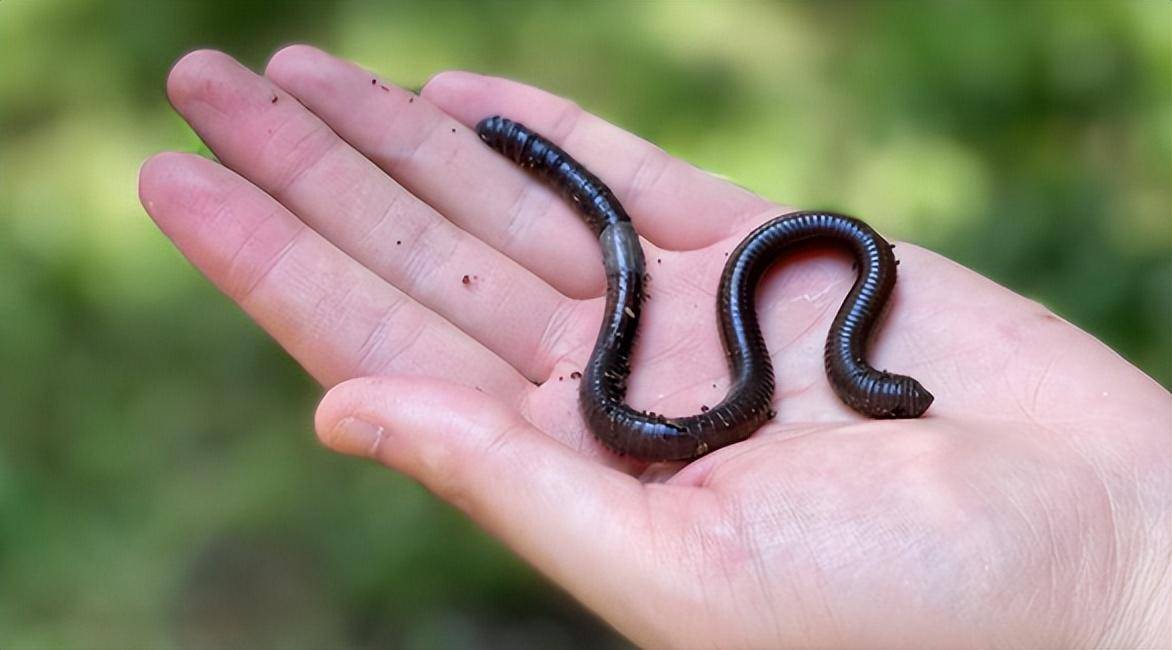 路亚活蚯蚓(路亚用蚯蚓蚓钓鱼视频)