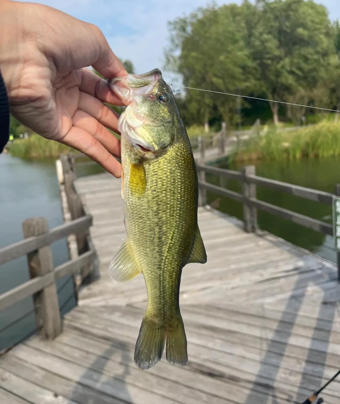 城市河里路亚(河里路亚能钓什么鱼)