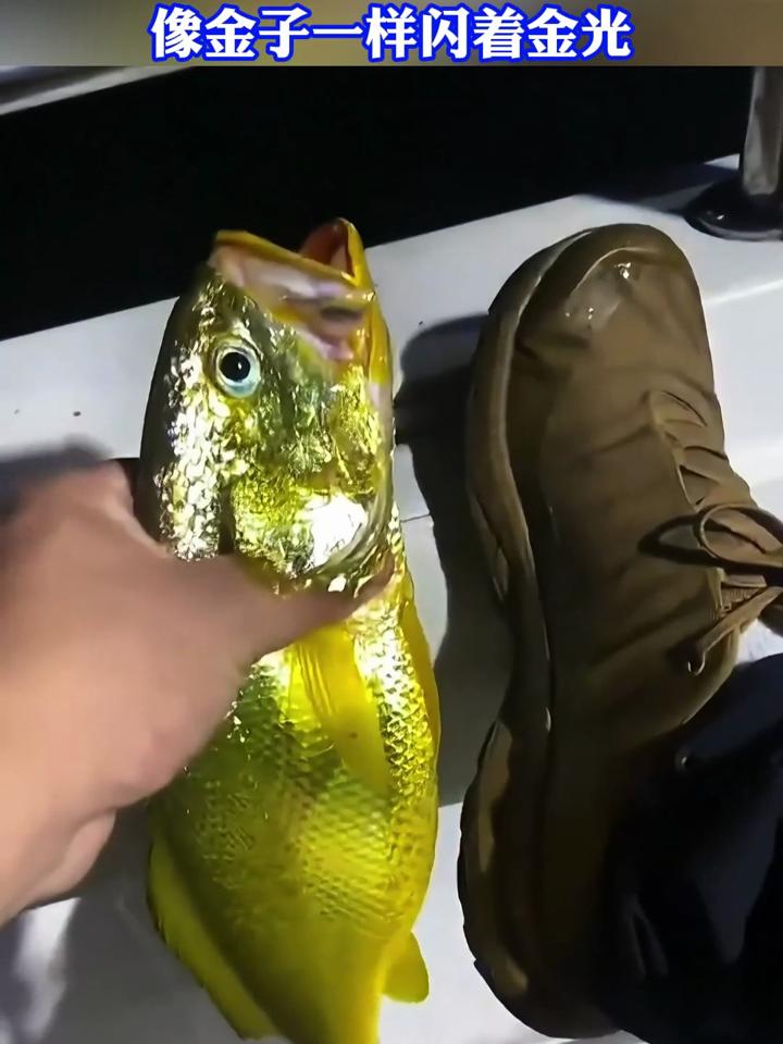 黄花鱼海钓(钓黄花鱼用什么饵料)