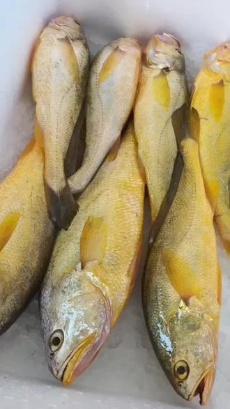 黄花鱼海钓(钓黄花鱼用什么饵料)