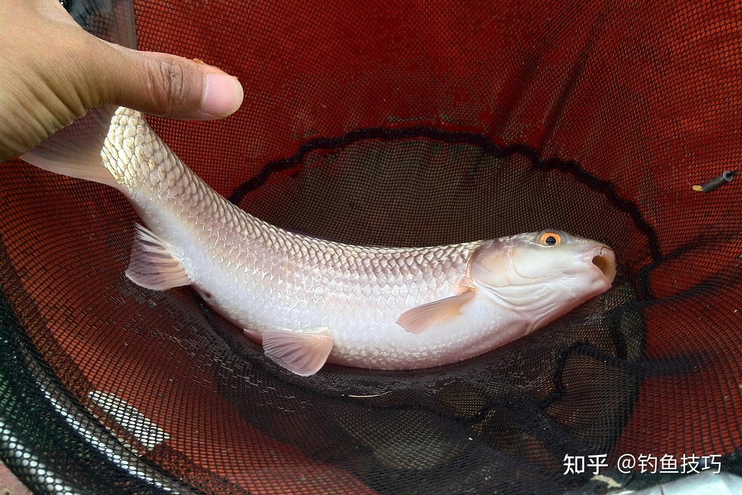 黄尾技巧(黄尾怎么打口)