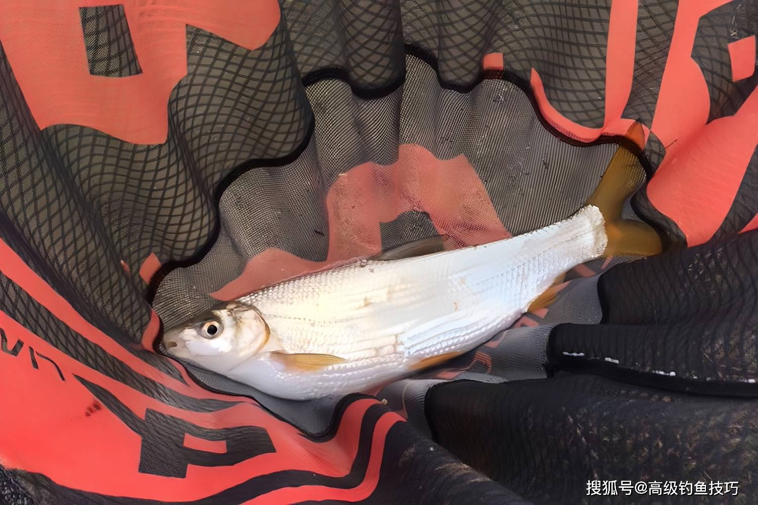 黄尾技巧(黄尾怎么打口)