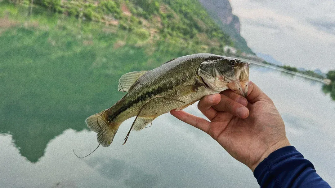 浙江台州哪里路亚(台州哪里可以海钓路亚)