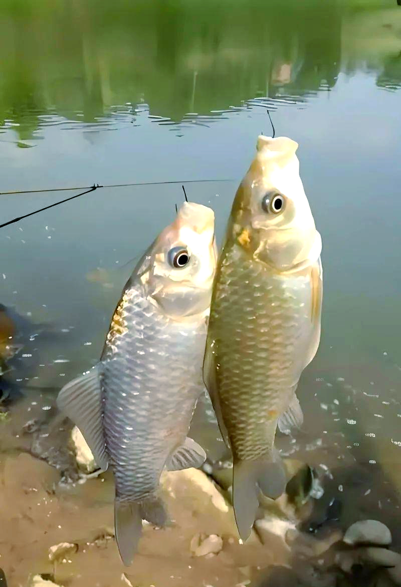 冬季海钓鲫鱼(冬天海杆钓鲫鱼用什么鱼钩)