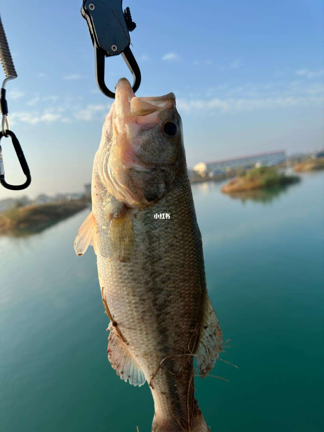 广东云浮路亚(哪里产路亚最好)