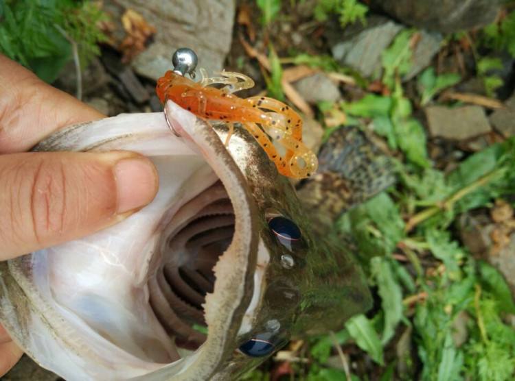 路亚毛虾(路亚虾饵能钓到什么鱼)