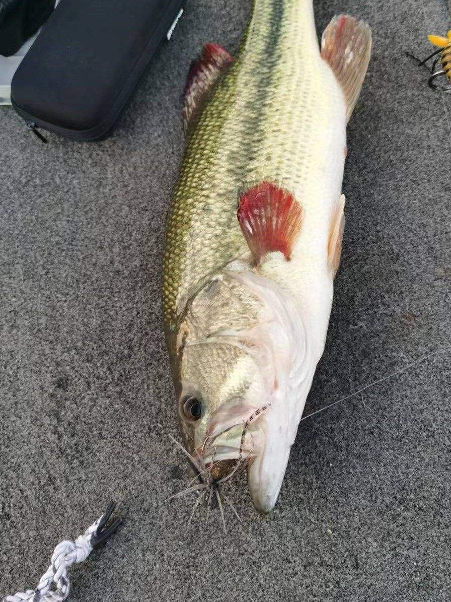 路亚毛虾(路亚虾饵能钓到什么鱼)