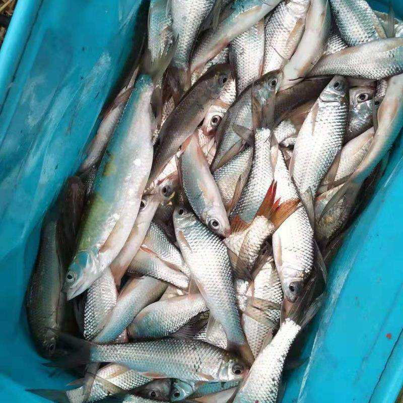 拉饵钓餐条技巧(拉饵钓餐条技巧视频)