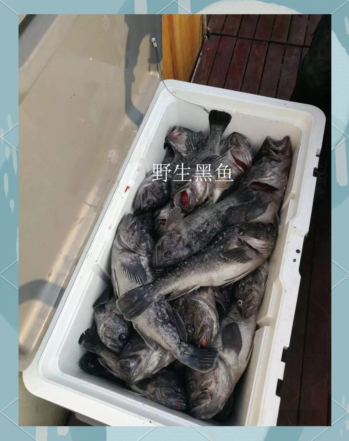 海钓黑鱼的最佳时间(海里黑鱼啥时间钓最好)