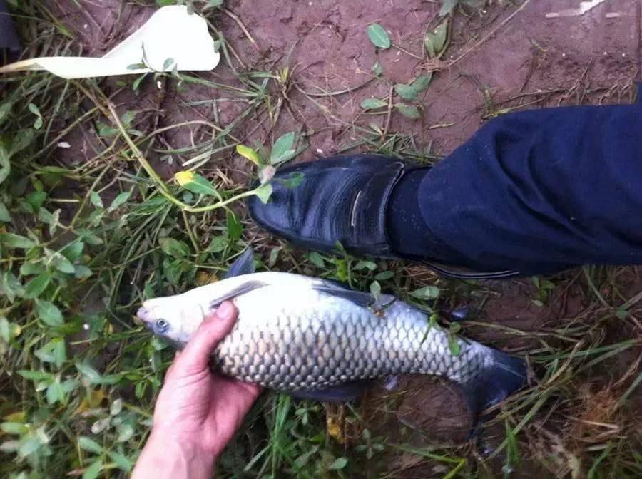 青博鱼用什么饵料(青波鱼钓浮还是钓底)