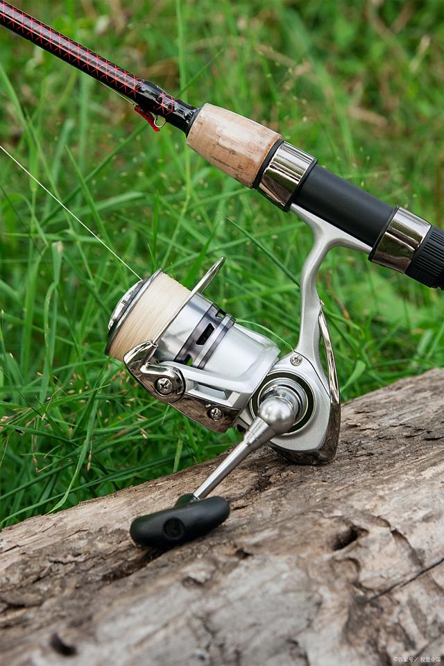 大丰路亚(大丰路亚海鲈在什么地方)