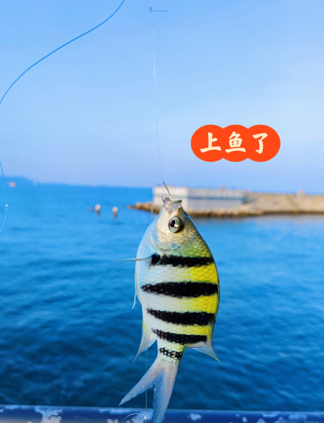 深圳最好的海钓(深圳哪里钓海鱼最好)