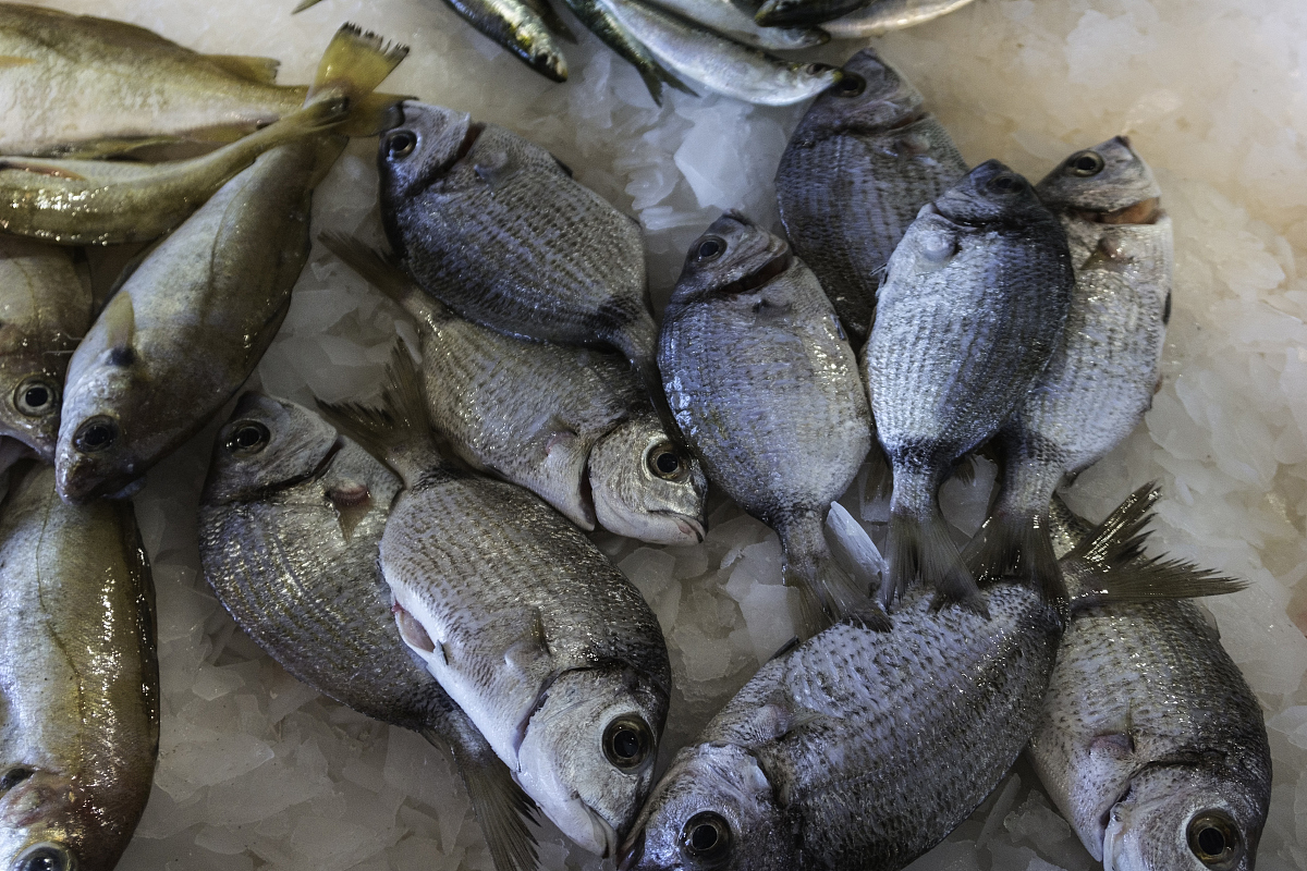 北海钓鱼鱼获(北海钓鱼的好地方) 北海钓鱼鱼获(北海钓鱼的好地方)