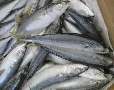 长江钓黄颡鱼技巧(怎么看好友给你的备注手机版)