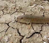 长江钓黄颡鱼技巧(怎么看好友给你的备注手机版)