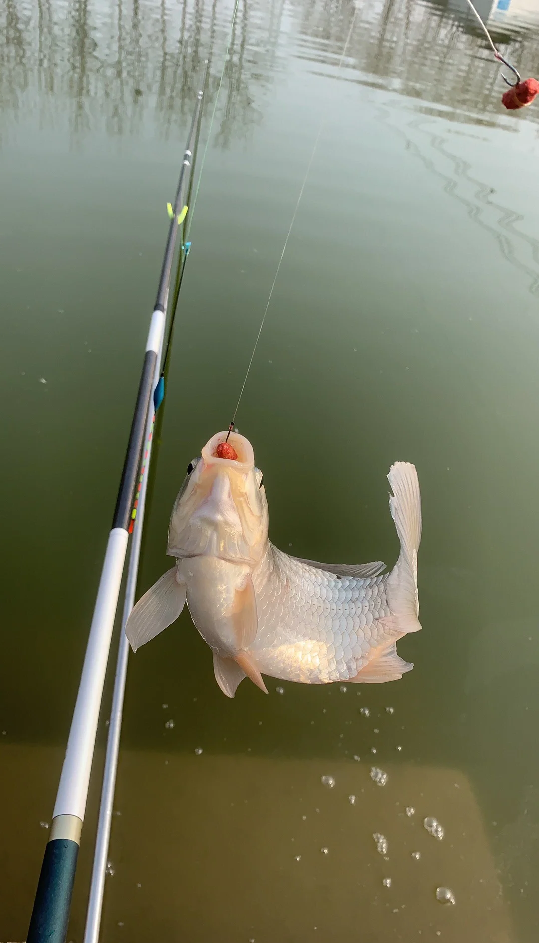 初夏鱼溏钓草鱼技巧(鱼塘里钓草鱼用什么方法最好钓)