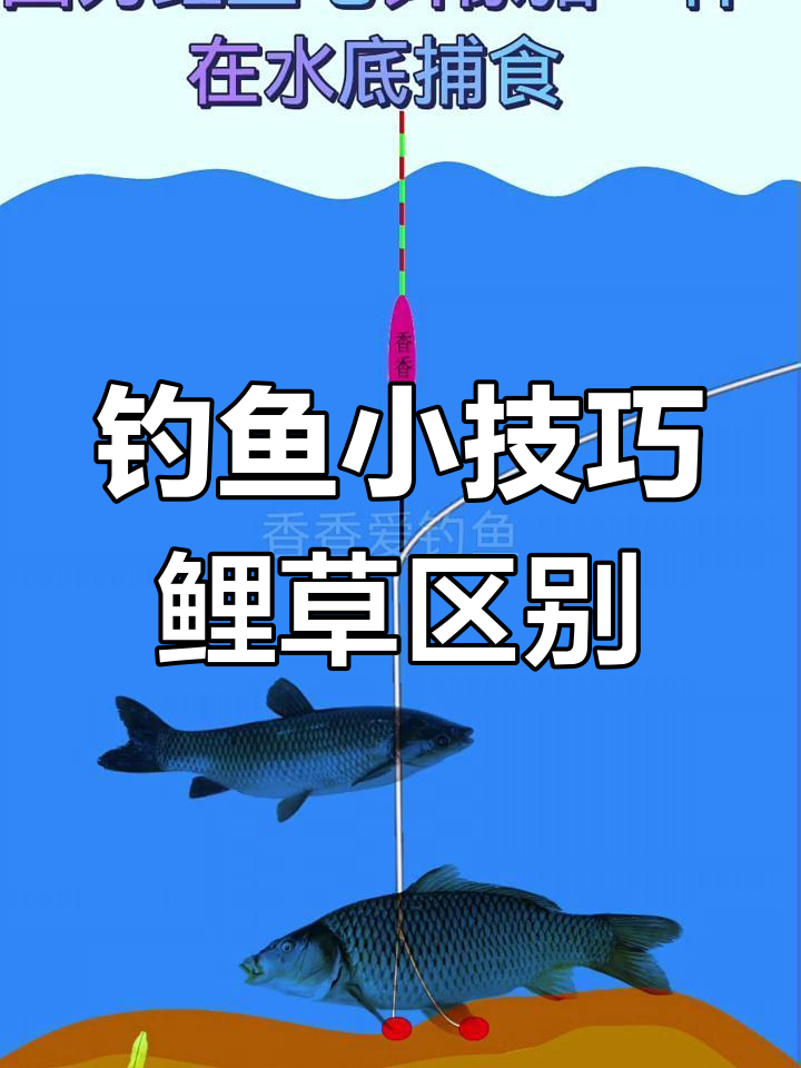 初夏鱼溏钓草鱼技巧(鱼塘里钓草鱼用什么方法最好钓)