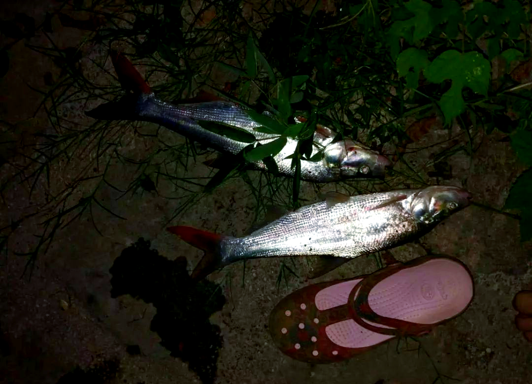 钩红尾鱼饵料配方(钩红尾鱼饵料配方大全)