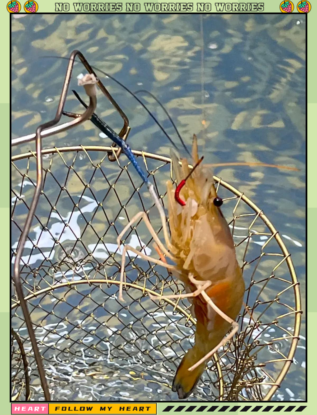 用沙虾海钓(用海虾钓淡水鱼)
