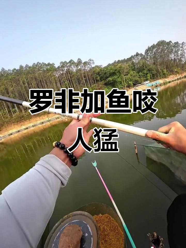 大非鱼钓鱼技巧视频(野钓大非最好的商品饵搭配)