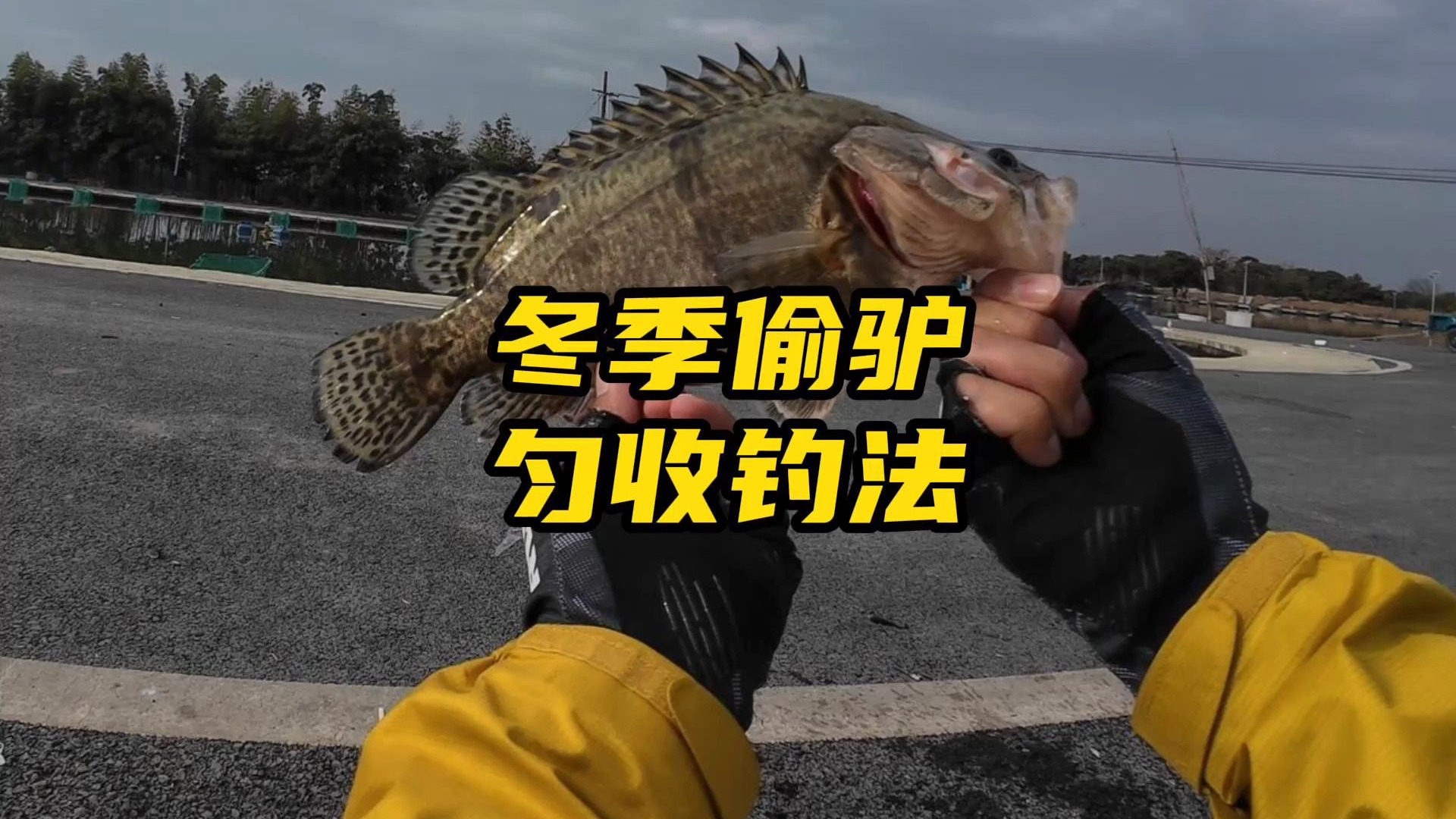 大师谈黑坑偷偷驴技巧(钓鱼说的黑坑偷驴是什么意思)