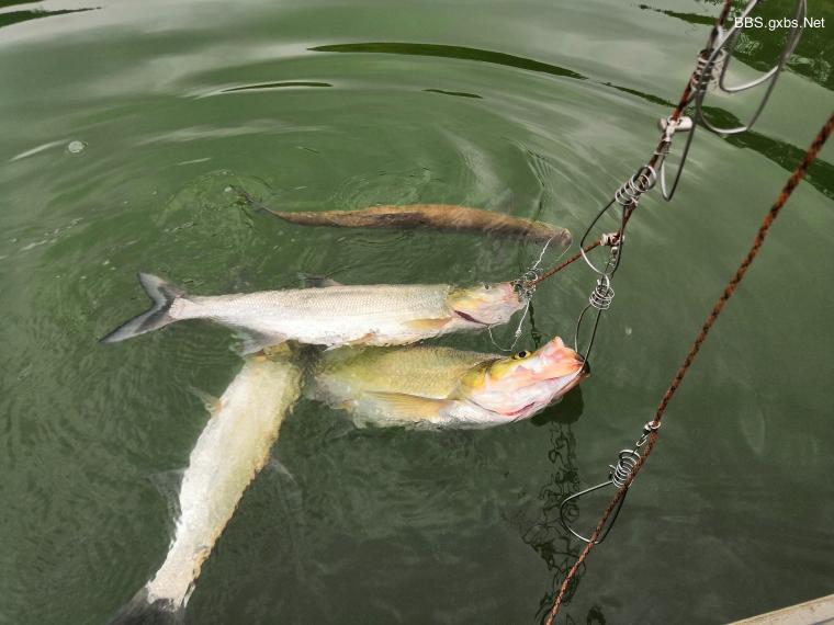 金银湖联通桥路亚(国产路亚最好的牌子)