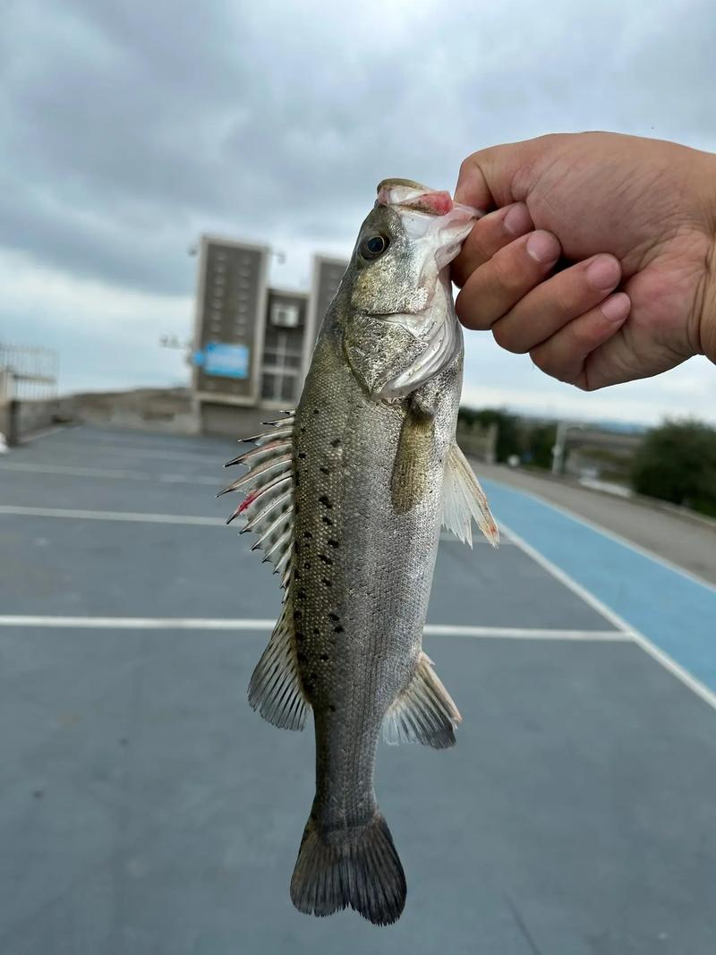 什么月份海钓鲈鱼(什么月份海钓鲈鱼最好钓)