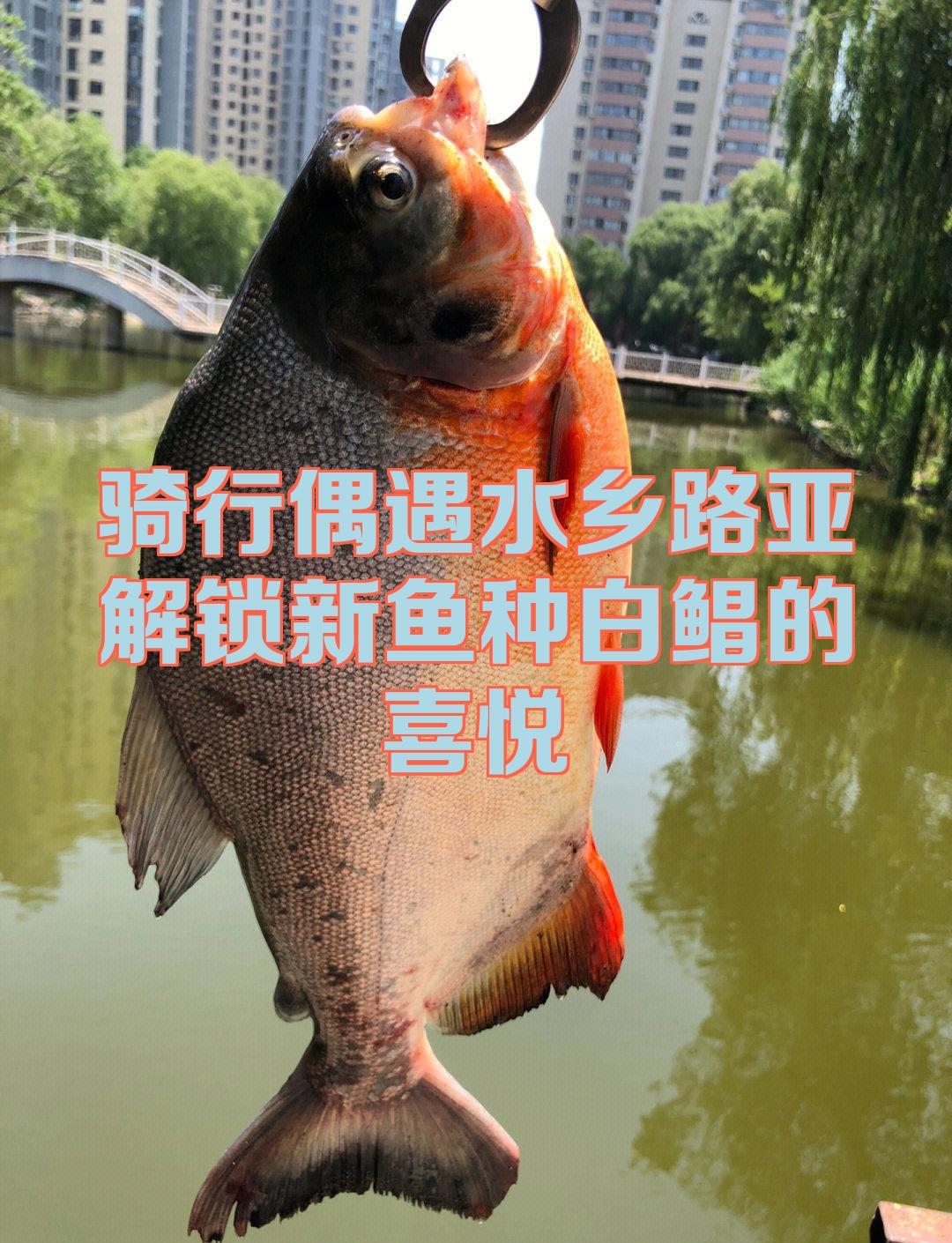 路亚白鲳技巧(路亚白鲳鱼技巧)