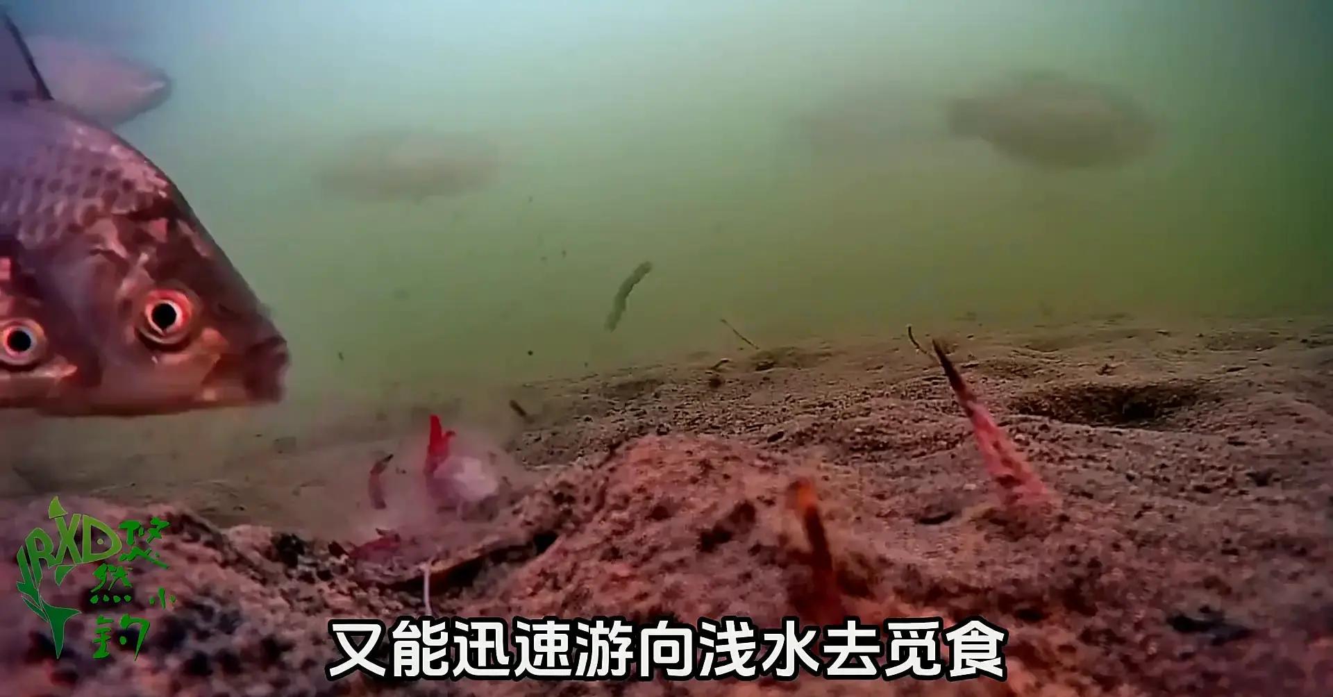 惊蛰钓鱼技巧(惊蛰前后怎么选钓位)