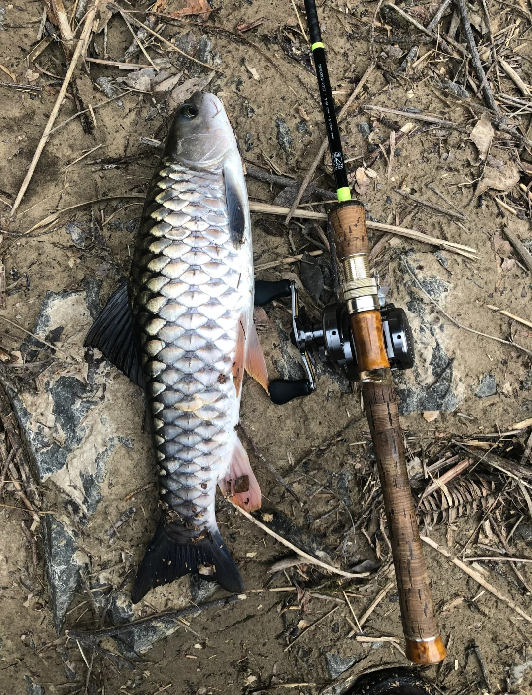 江阴长江路亚(江阴有路亚的地方吗)