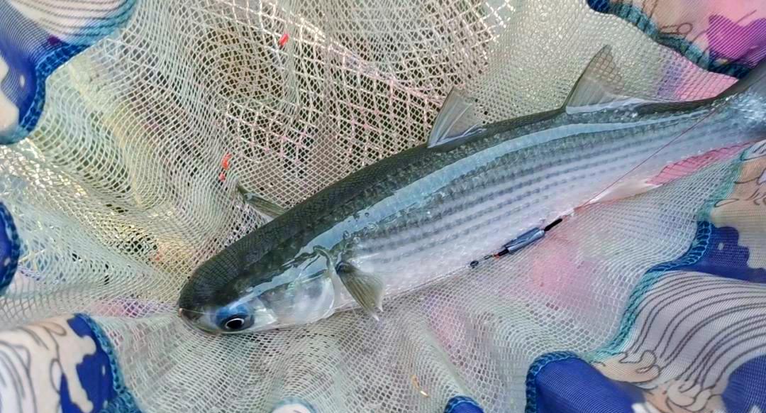 绍兴滨海钓淄鱼(海钓鲻鱼钓组图解)