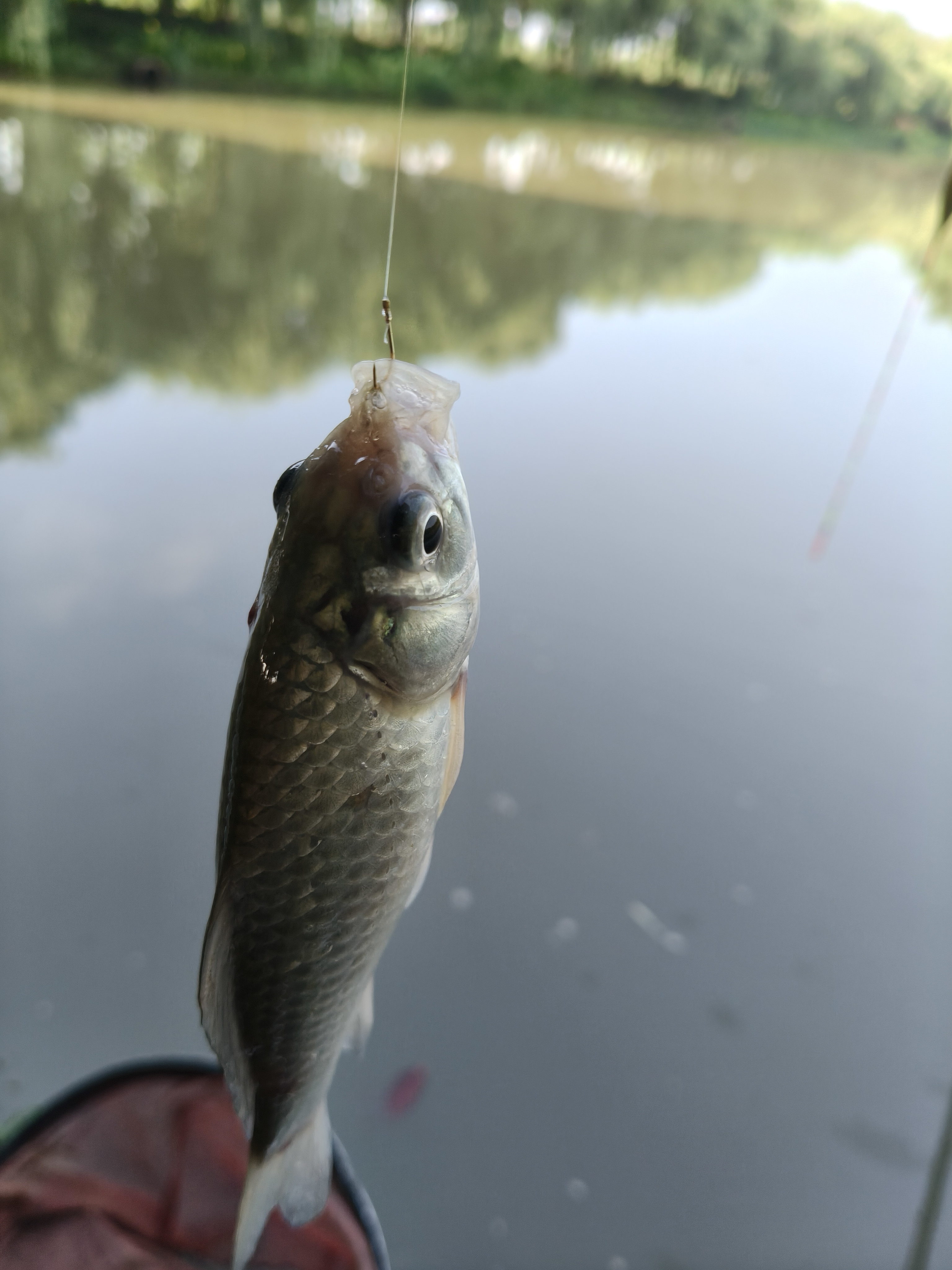 绍兴滨海钓淄鱼(海钓鲻鱼钓组图解)