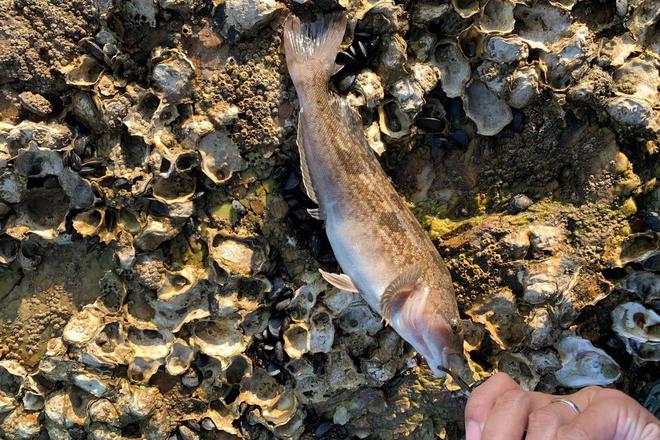 天津出海钓黑头(天津哪里可以钓黑鱼)