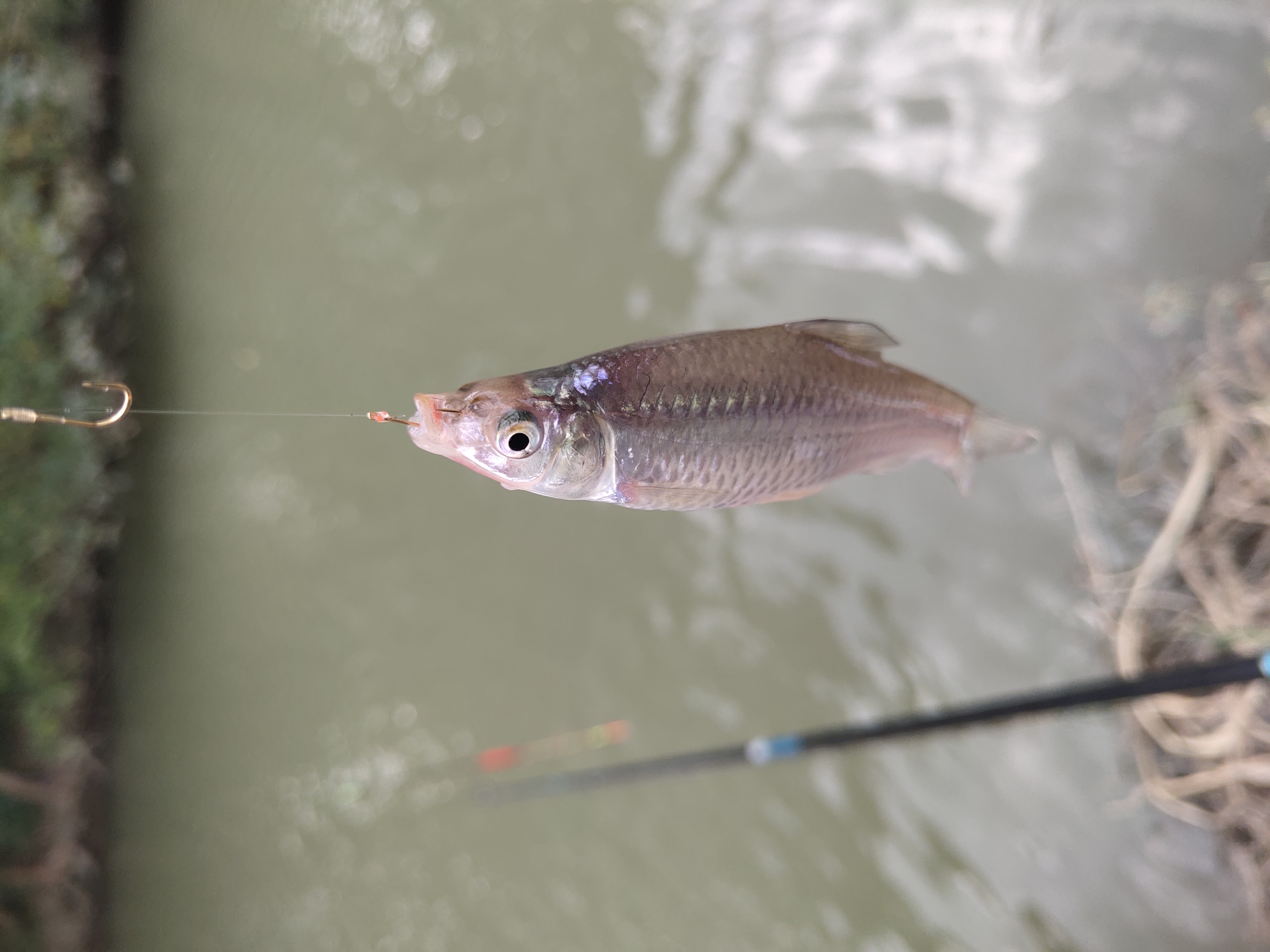 大翘嘴不吃饵料(饵鱼太多翘嘴不吃假饵)