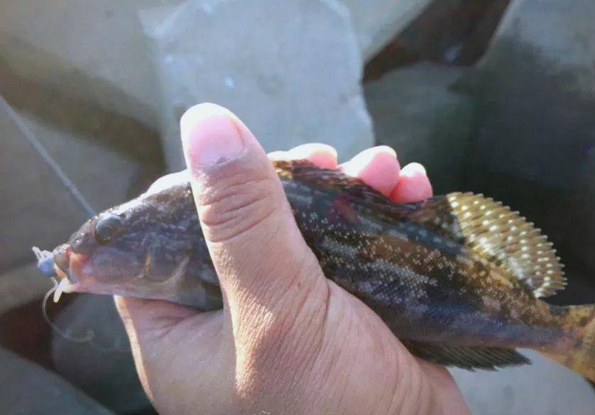 曹妃甸哪里能海钓(曹妃甸哪里能海钓鱼)