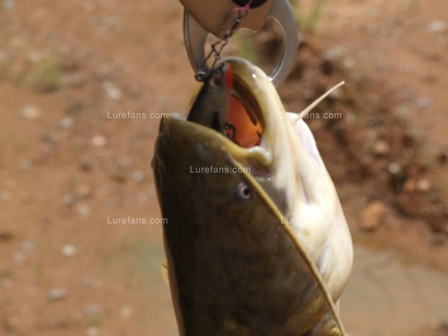 乐平天湖路亚(鄱阳湖路亚钓点位置) 乐平天湖路亚(鄱阳湖路亚钓点位置)