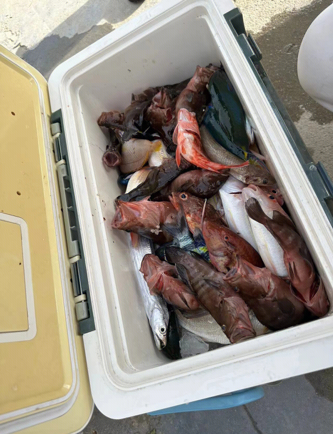 深圳大鹏租船出海钓鱼(深圳大鹏租船出海钓鱼多少钱)