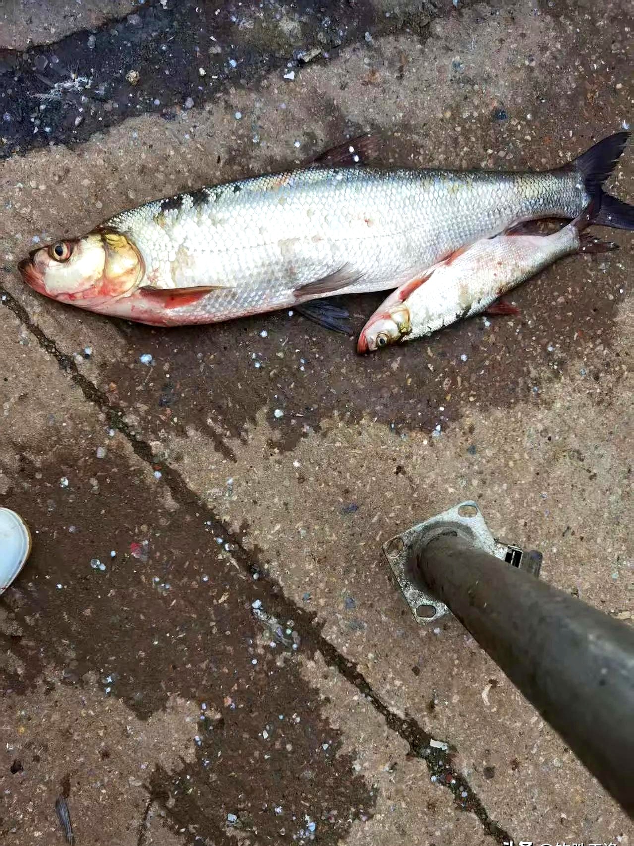 早春饵料不好钓鱼(早春钓鱼用什么小药)